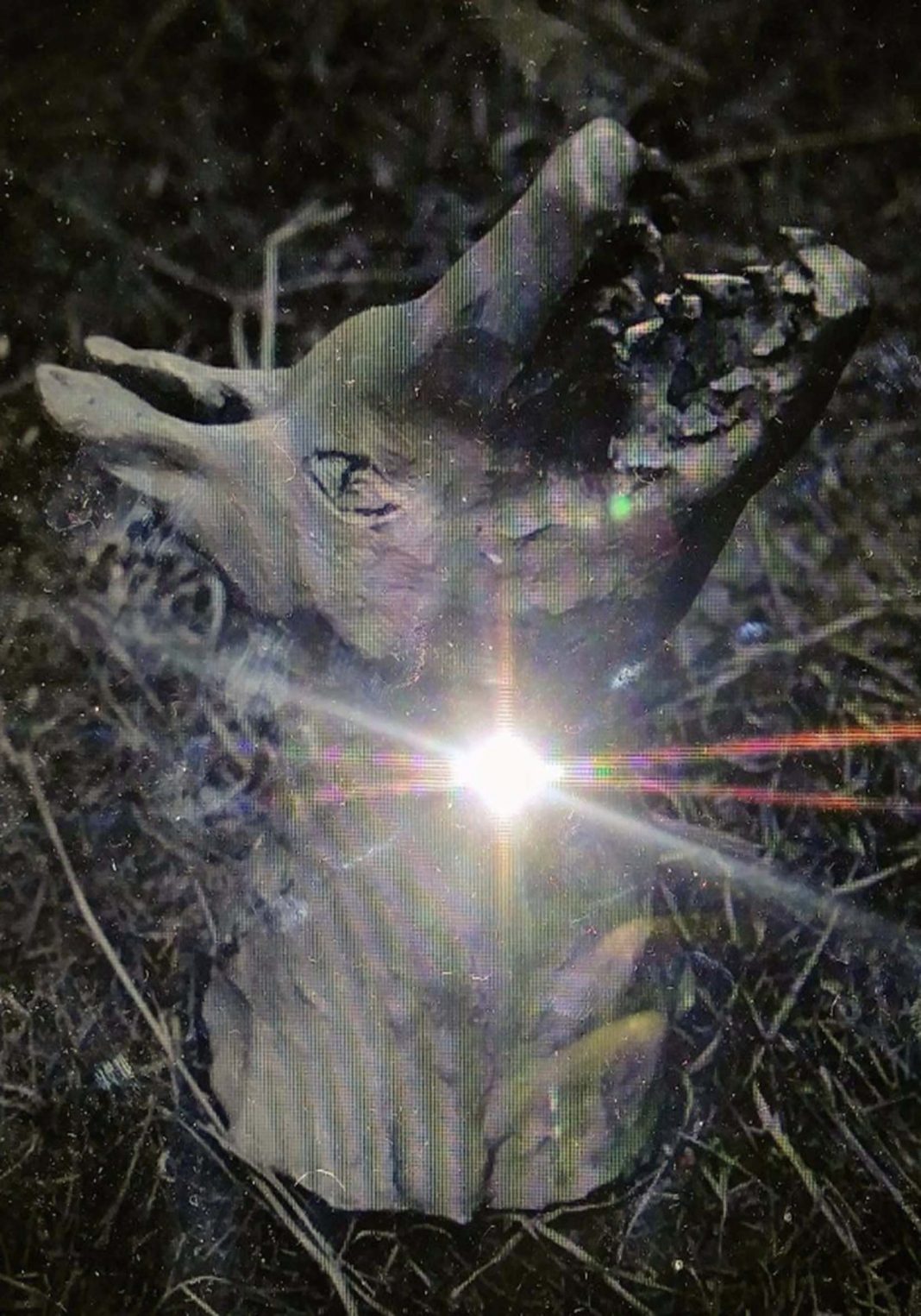 Alessio de Girolamo – Who’s afraid of the Wolf?https://www.exibart.com/repository/media/eventi/2017/09/alessio-de-girolamo-8211-who’s-afraid-of-the-wolf-1068x1525.jpg