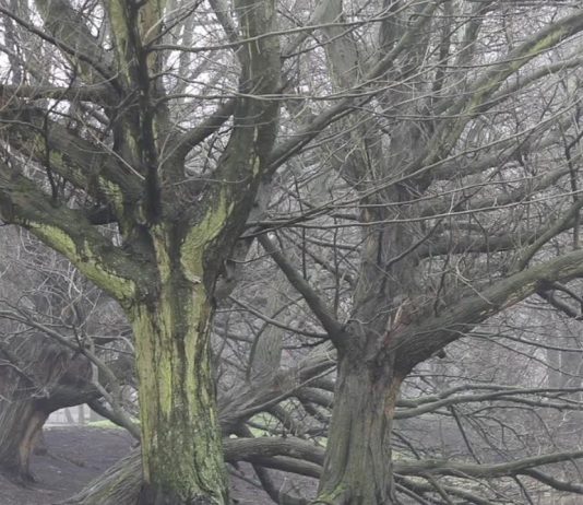 Eglė Budvytytė – Tra ciglia e pensiero