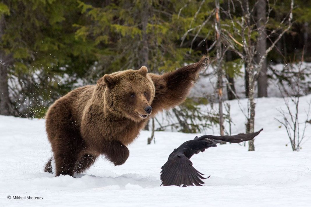 Wildlife Photographer of the Yearhttps://www.exibart.com/repository/media/eventi/2017/09/wildlife-photographer-of-the-year-1068x709.jpg
