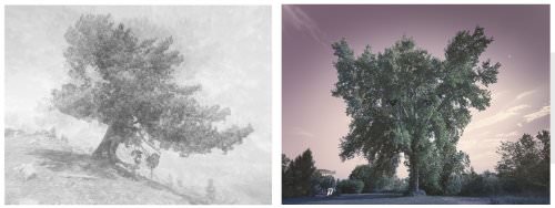 Luca Zampini – Trees / Alberi