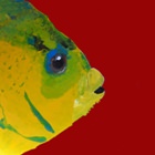 Carlo Rognoni – Occhio al pesce