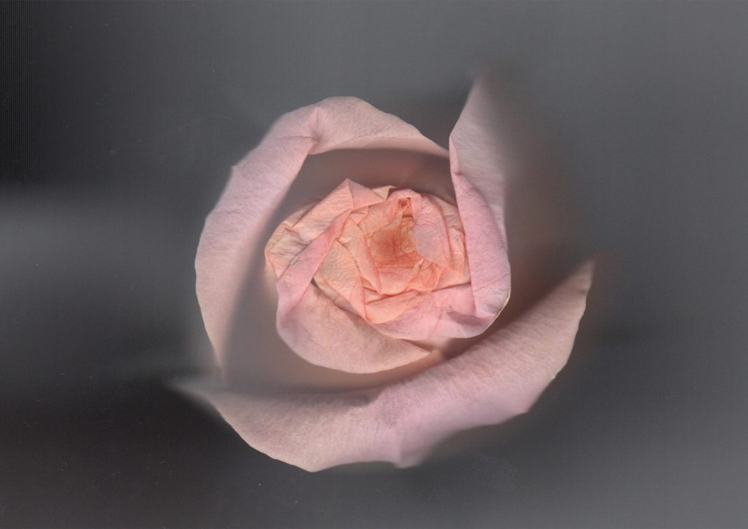 Gaia Vettori – Brac’s art on tablehttps://www.exibart.com/repository/media/eventi/2017/11/gaia-vettori-8211-brac8217s-art-on-table-1068x755.jpg