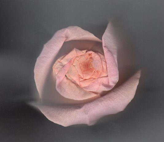 Gaia Vettori – Brac’s art on table