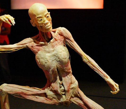 Human Bodies. The Exhibition