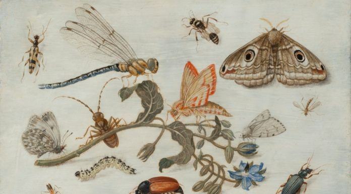 Rame. Il Metallo dell’Arte Fiammingahttps://www.exibart.com/repository/media/eventi/2017/11/rame.-il-metallo-dell’arte-fiamminga.jpg