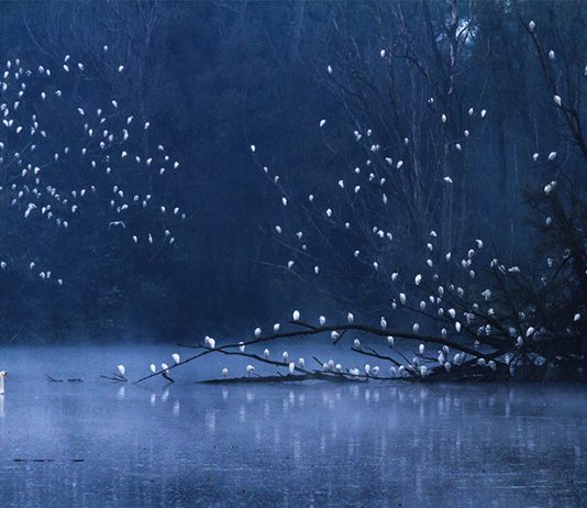 Davide Biagi – Naturalmente. Wildlife Davide Biagi – Naturalmente. Wildlife