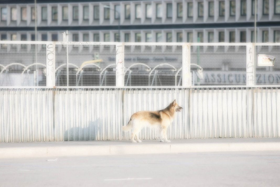 Max Botticelli – Milano15Agostohttps://www.exibart.com/repository/media/eventi/2018/04/max-botticelli-8211-milano15agosto-1068x712.jpg