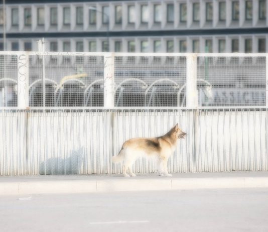 Max Botticelli – Milano15Agosto Max Botticelli – Milano15Agosto