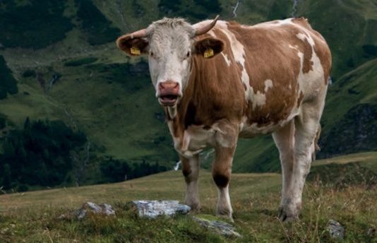 Anton Giulio Onofri – In ascolto