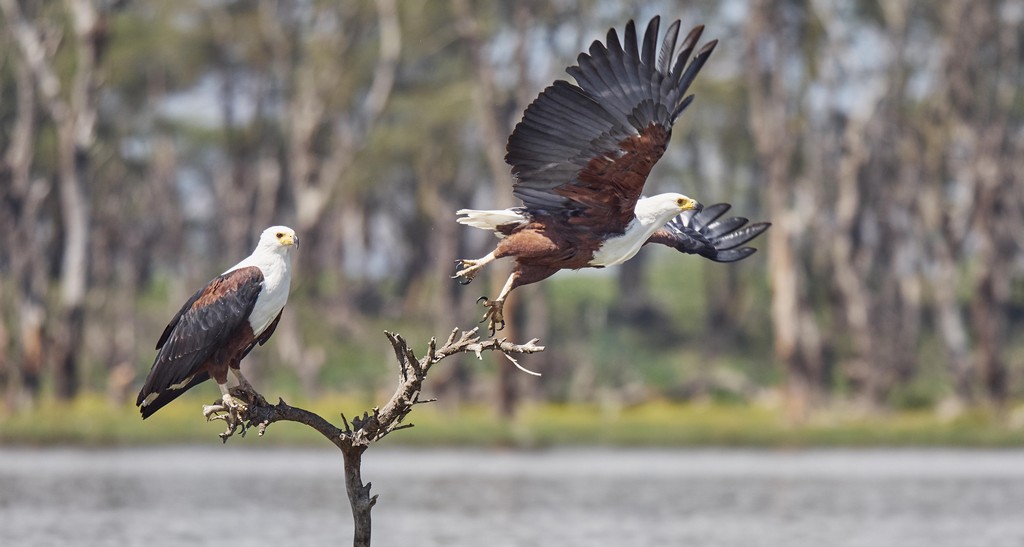 Luce d’Africahttps://www.exibart.com/repository/media/eventi/2018/06/luce-d’africa.jpg