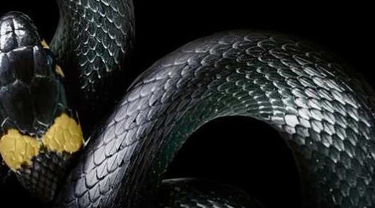 Luxus. Lo stupore della bellezza