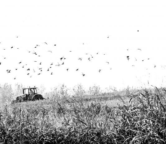 Andrea De Gennaro – Black & Rice Andrea De Gennaro – Black & Rice