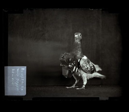 The Pigeon Photographer – Julius Neubronner & his Pigeons