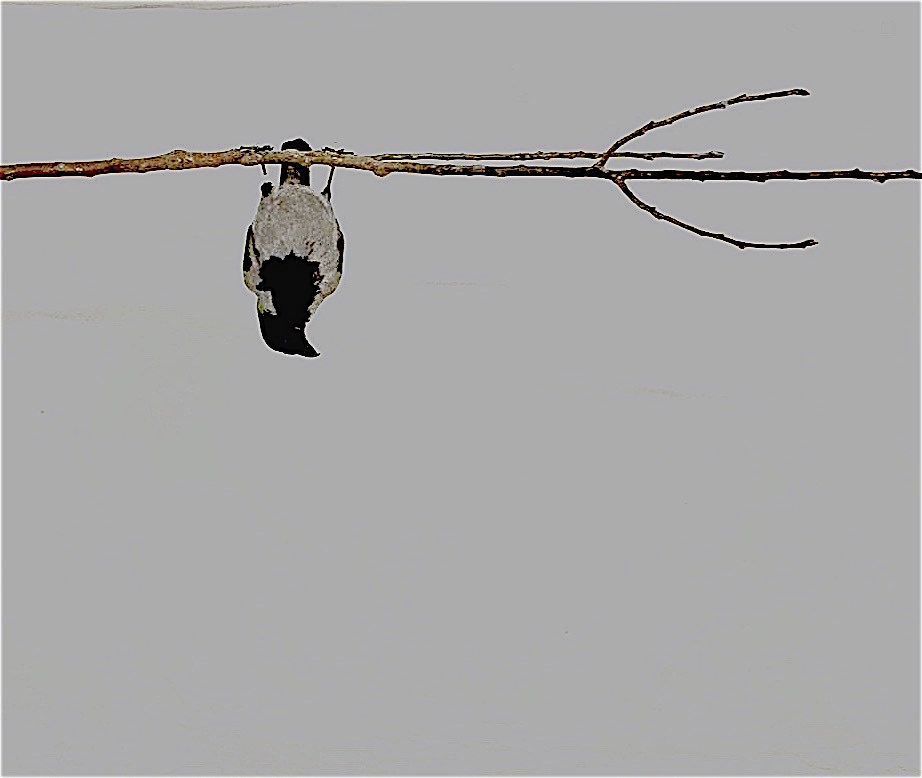 Myriam Laplante – One@HomeONEhttps://www.exibart.com/repository/media/eventi/2018/10/myriam-laplante-8211-one@homeone.jpg