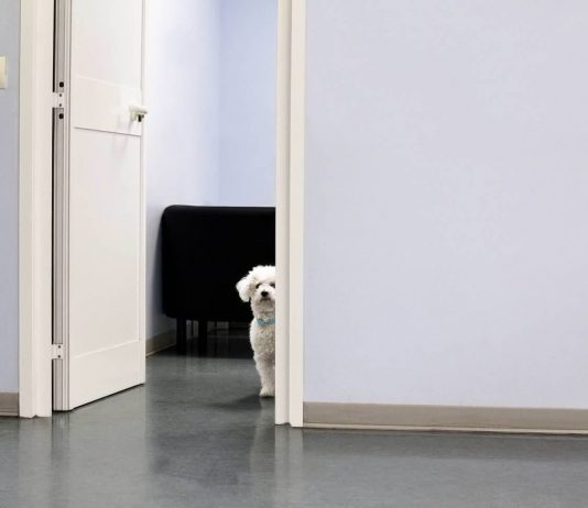 Luigi Avantaggiato – Animalìe