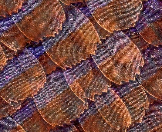 Massimo Brizzi – Al di là del visibile