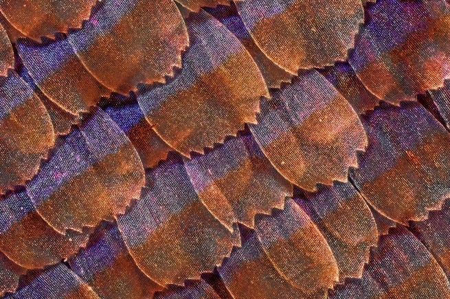 Massimo Brizzi – Al di là del visibilehttps://www.exibart.com/repository/media/eventi/2019/01/massimo-brizzi-8211-al-di-là-del-visibile.jpg