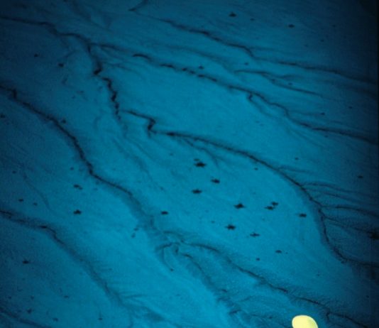 Napoleone Calamelli – Visioni Immaginarie Napoleone Calamelli – Visioni Immaginarie