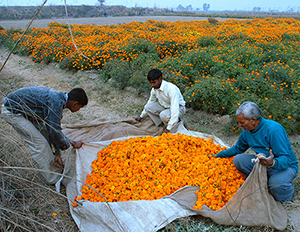 Ravi Agarwal – Ecologies of Loss Ravi Agarwal – Ecologies of Loss