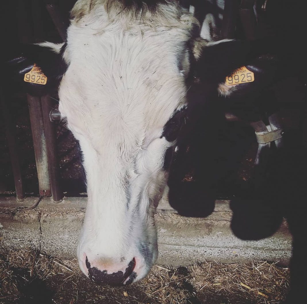 Stalle ieri oggi…domani? / Performance Artisti in gabbiahttps://www.exibart.com/repository/media/eventi/2019/03/stalle-ieri-oggi…domani-performance-artisti-in-gabbia-1068x1059.jpg