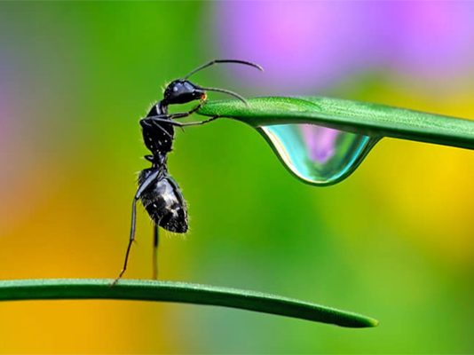 Giuseppe Bonali – Fantastico Micromondo