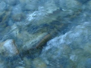 torrente