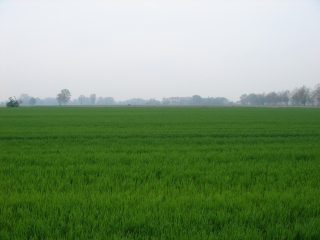 verde come una campagna verde