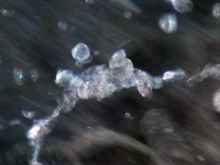 Video Piedi a terra 2005