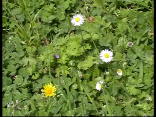 FLOWERS. Video