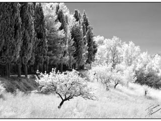 Thanatos kai zoe, 2009