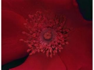 "blood roses", stampe lambda su plexigass e alluminio, cm. 54x42h (3 pannelli), 2007