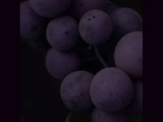 "sing the silence - Orfeo e le Baccanti", stampa lambda su dibond, cm. 180x36h, 2007