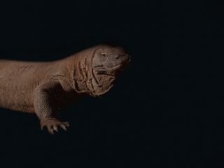 "before (the creation)", stampa laser su plexiglass e alluminio, cm. 237x60h, 2007