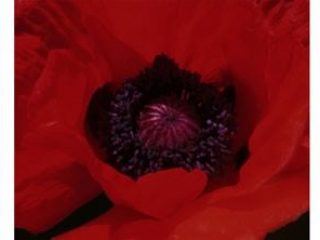 "the red virgin", stampe lambda su plexiglass e alluminio, cm.50x41h (3 pannelli), 2007 