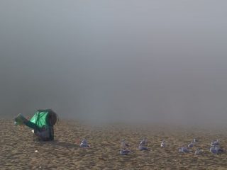 i gabbiani preferiscono i nostri rifiuti o non c'è più pesce nel mare?