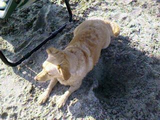 la Wilma!