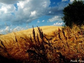 " Saturnia "