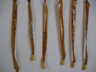 PREDE CATTURATE CON L' INGANNO, SCELTO PER CATALOGO PREMIO CELESTE 2009