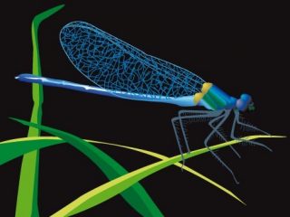 dragonfly
stampa digitale