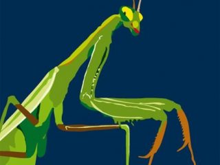 praying mantis
stampa digitale