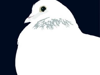 white dove
stampa digitale