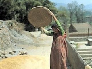 Nepal . ragazza setaccia il grano