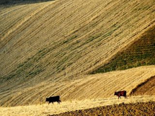 campagna campofelicese