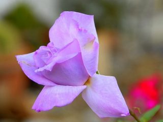 .....rosa