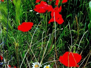 ...fiori di campo