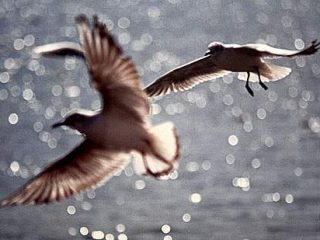 danza di gabbiani in volo....dedicata a Gabbianella