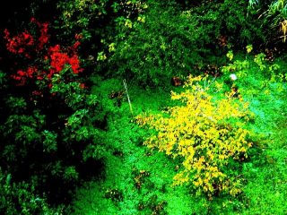 ...colori d'autunno....dedicata a Mariapezzica e alla sua meravigliosa creatività artistica.