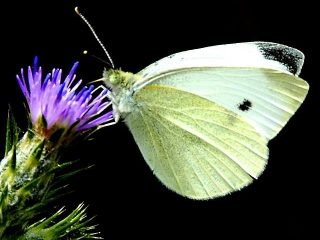 farfalla