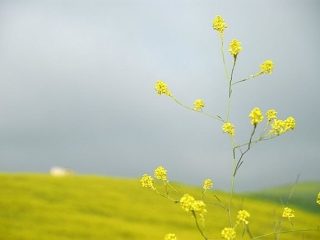 campagne siciliane di Salemi -TP-
