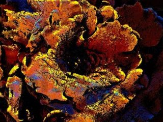 Fiore numero due
      (18)
